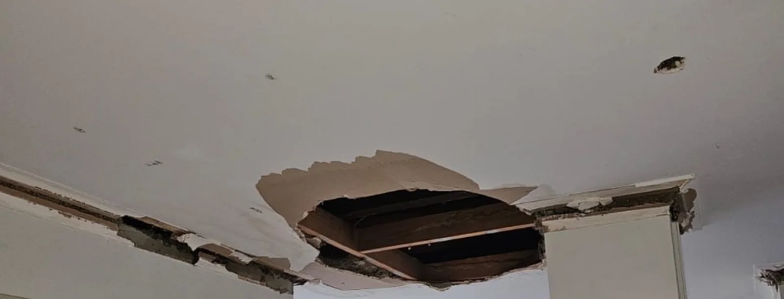 A section cut out of a Bassendean ceiling exposing the dark timber battens above, with the plaster cornice broken away along the wall line either side of the opening